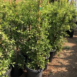 Ficus Trees
