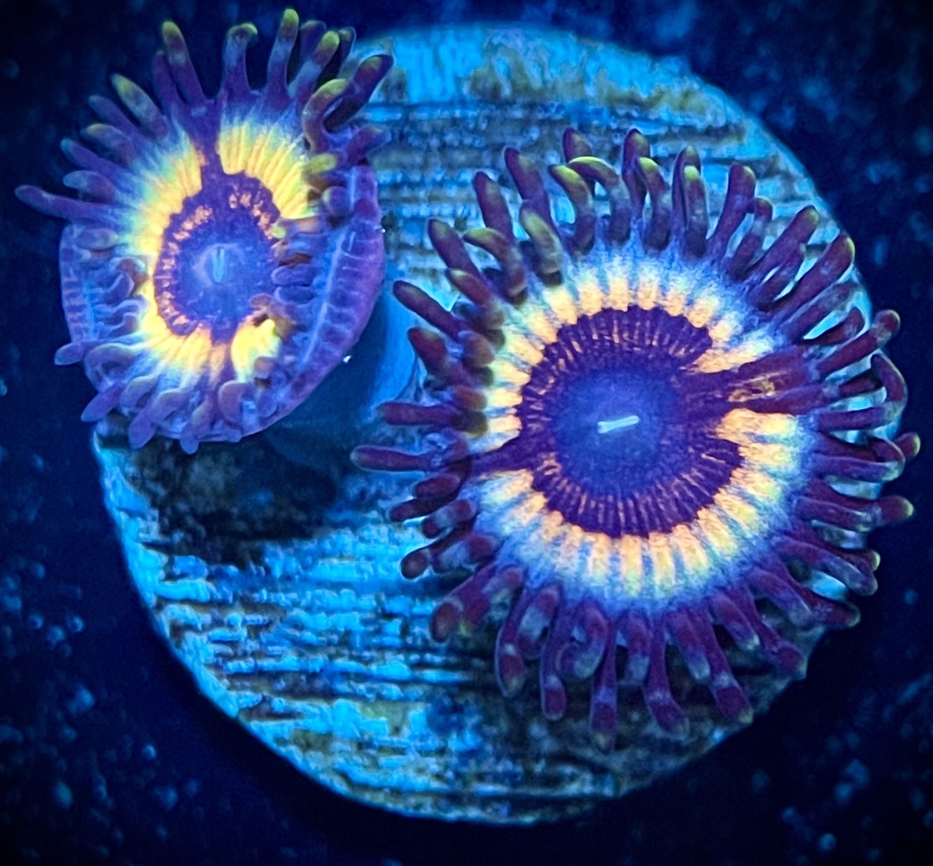 Aquarium decor Sonic Flare Zoa