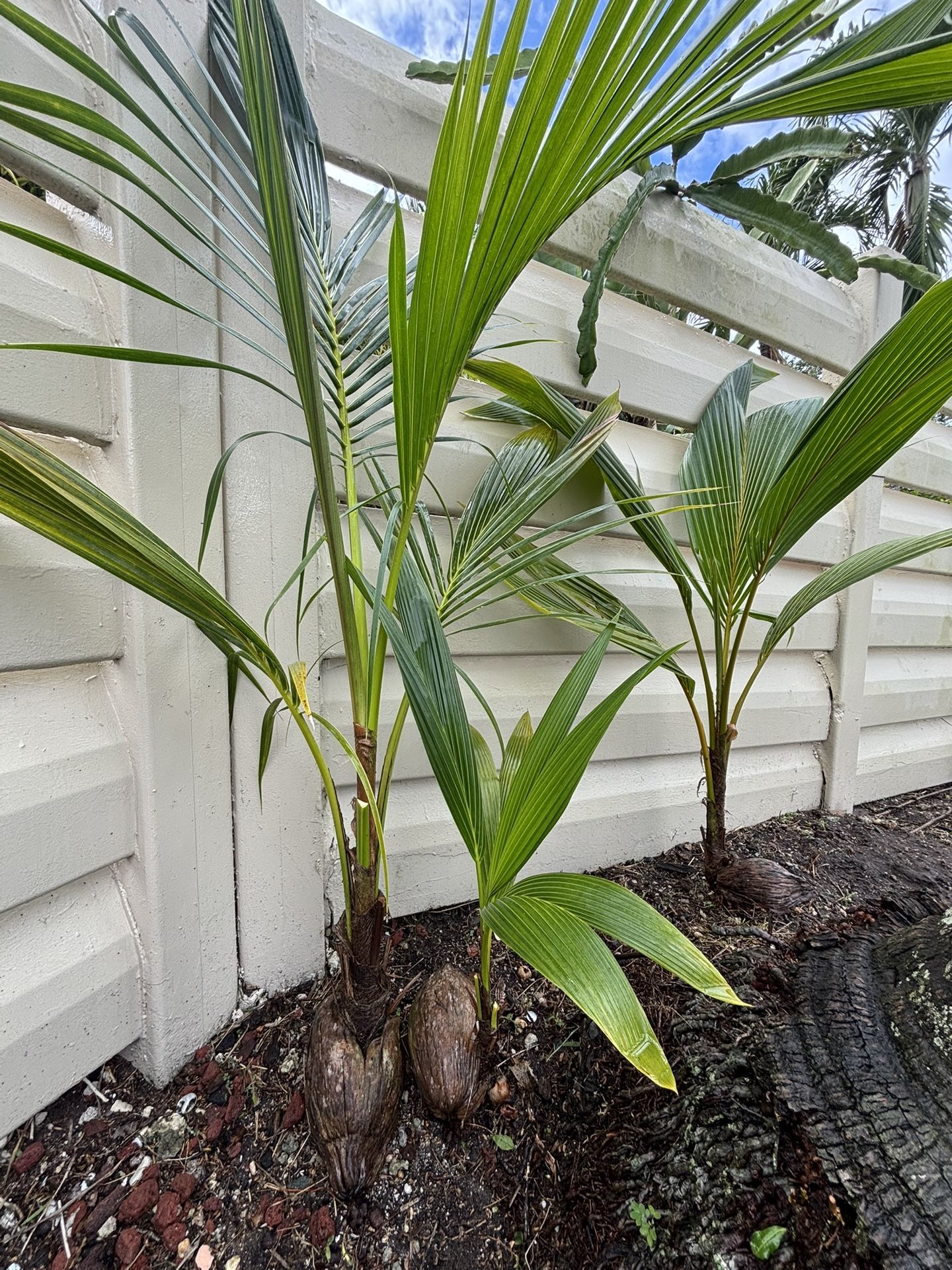 3 Coconut Palms All You Need Is Remove From Ground