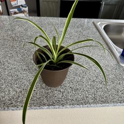 Homegrown spider plants for sale!