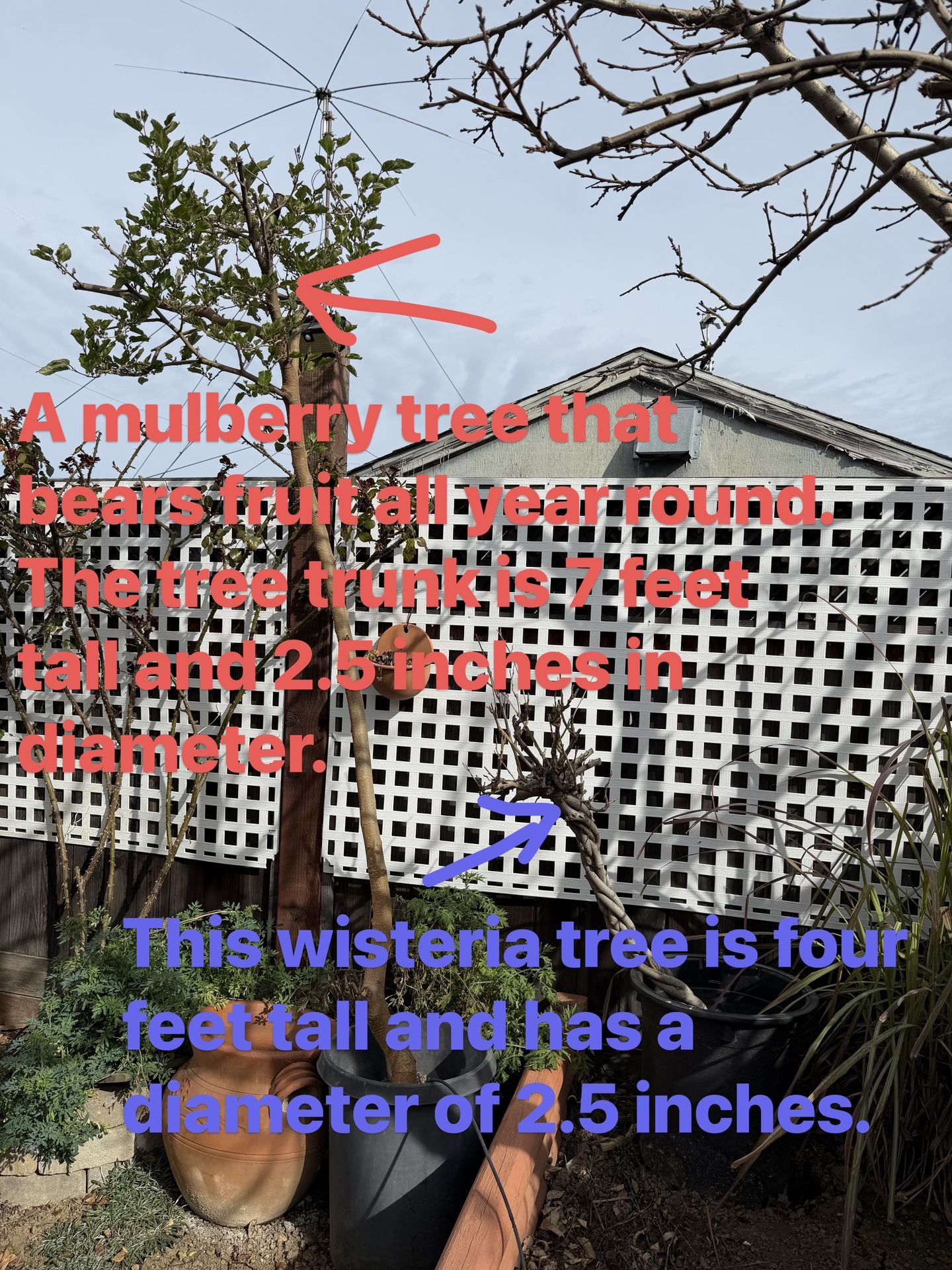 A mulberry tree that bears fruit