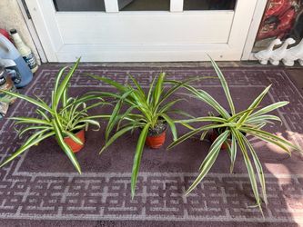 Set of 3 Different Varieties Spider Plants