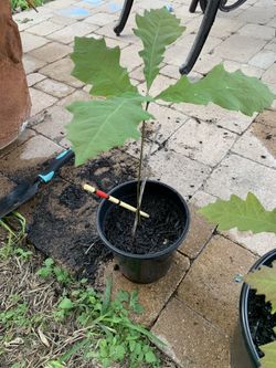 Bur Oak Tree 