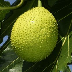 Rellenos De Pana Stuffed Breadfruit