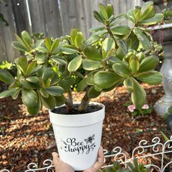 Variegated Lucky Jade Plant 🪴 