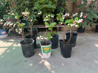 Bleeding Heart Vine Plant