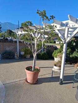 Ficus tree in pot