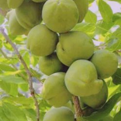 White Sapote Tree