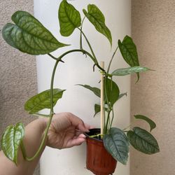 Monstera Siltipecana Plant 