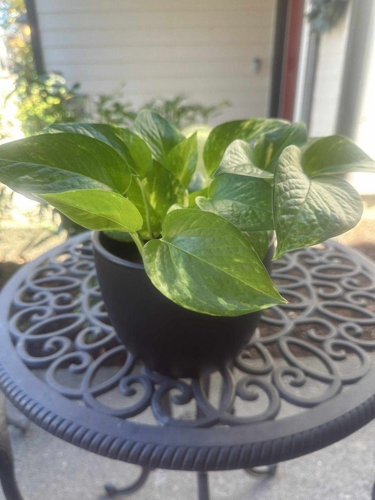 Beautiful Pathos Plant For Sale