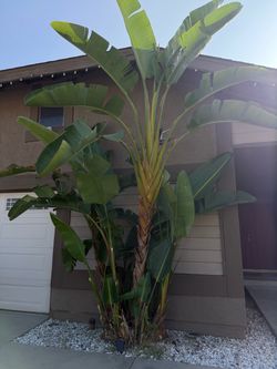 Giant Bird of Paradise *FREE*