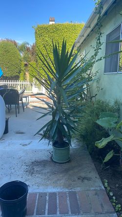 Large Yucca Plant in Pot