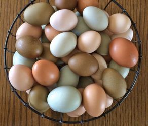 Farm fresh eggs//fertile hatching eggs