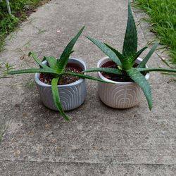 2 Aloe Vera Plant 