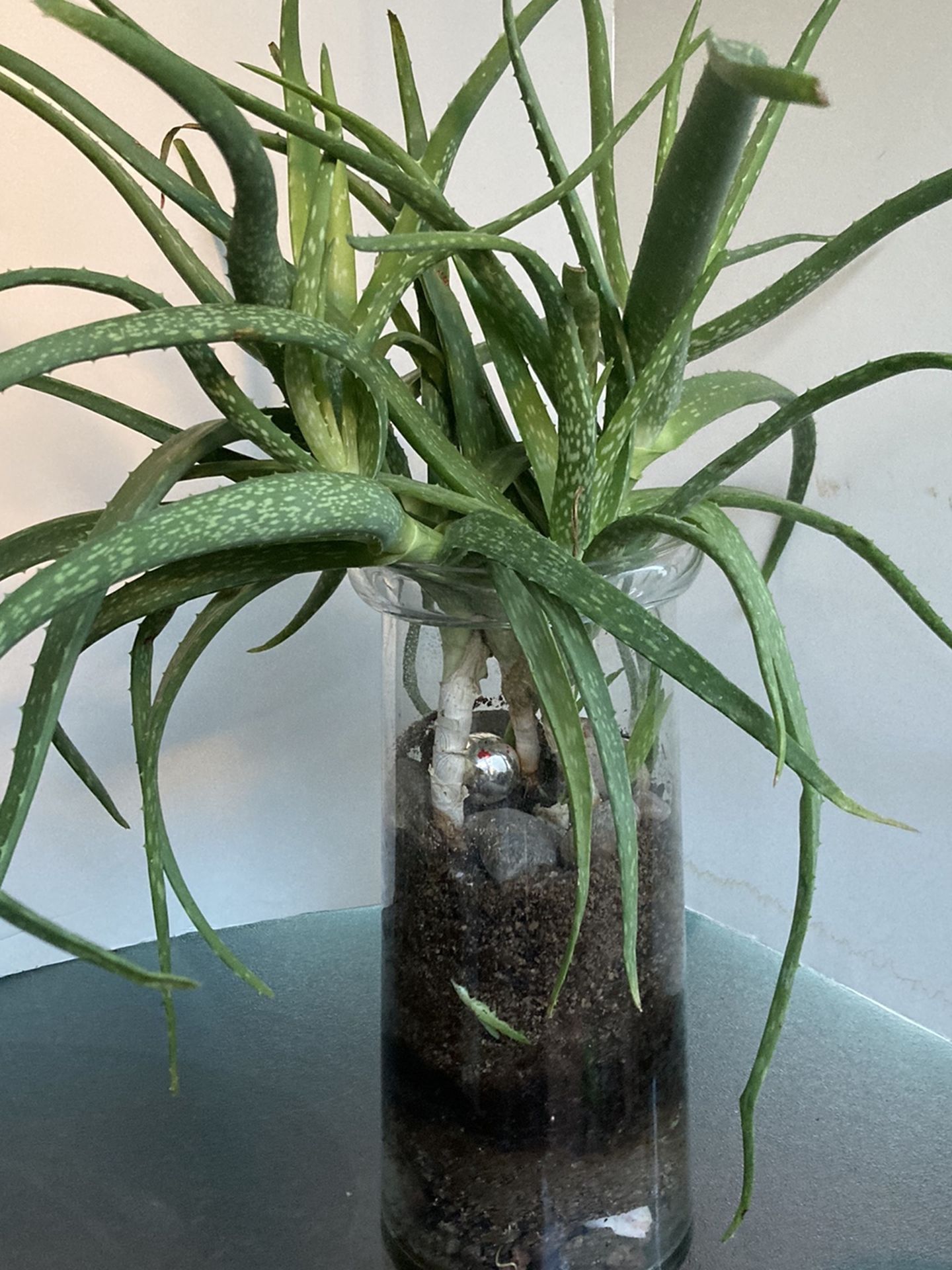 Large Glass Vase With Multiple Healthy Aloe Plants