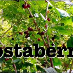 Jostaberry Plant