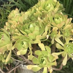 $8 Irish Rose Succulent