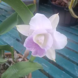 Orchids