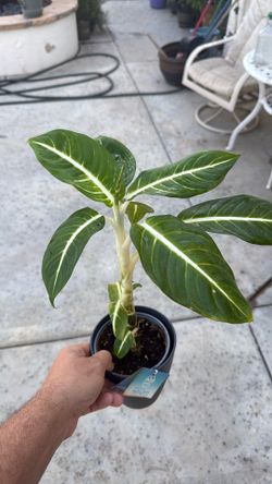 DIEFFENBACHIA GREEN MAGIC