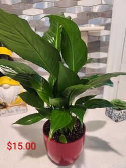 5 inch  Ceramic Shiny Red Pot House Plant