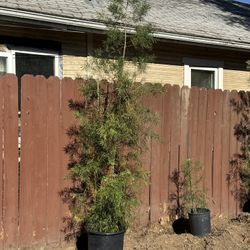 Plants  Trees Pordacarpus