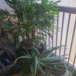 Plants, Pots and Airplants