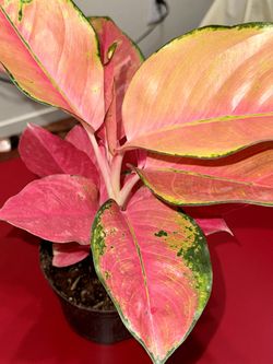 ❤️Are You Done With Fussy Plants? Then TRY ME RED AGLAONEMA❤️Chinese Evergreen❤️