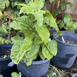 Passion fruit