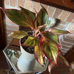 Aglaonema, commonly