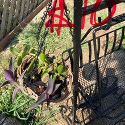 Live Succulent Plants