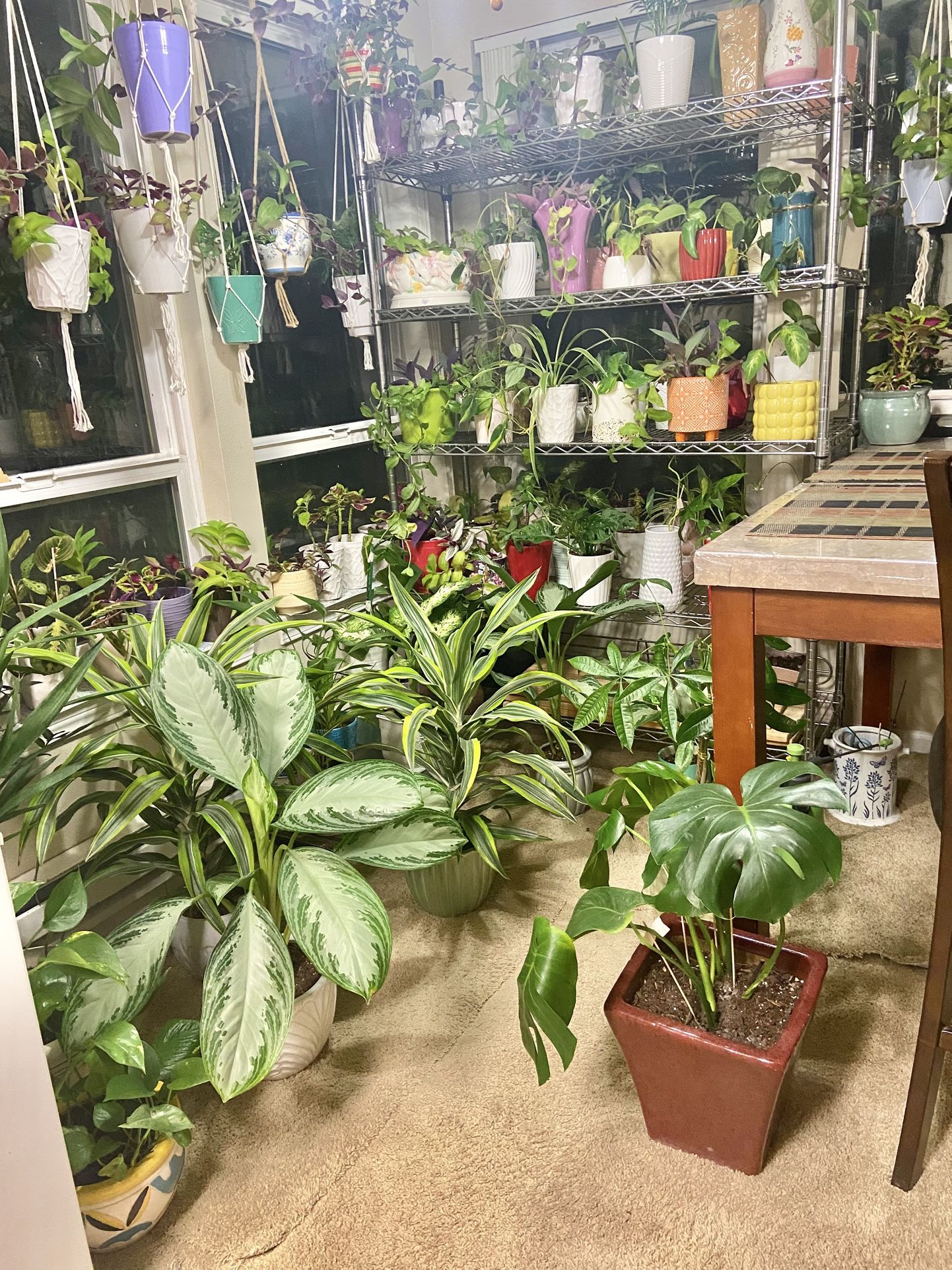 Indoor Plants Sale 15% OFF