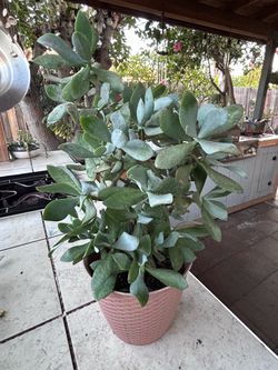 Jade plant