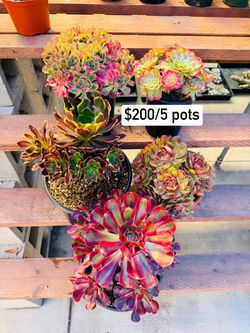 Aeonium Rare imported sale