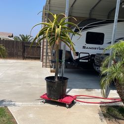 Aloevera desert palm