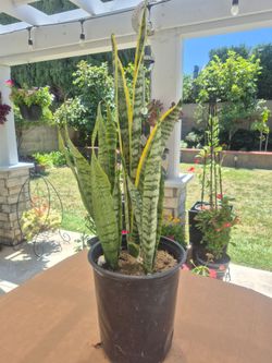 Snake plant