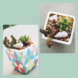 Succulent arrangement in colorful pot