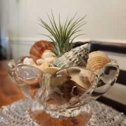 Air Plant
