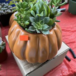 6” Ceramic Pots With Succulent Plants $16 Each 