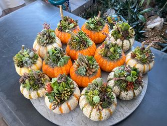 10-17-26 🪴Happy Fall Y’all!!! 🍂🌵Succulent Saturday SALE!