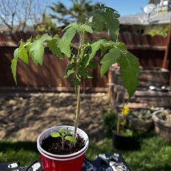 Tomato Plants -Early Treat