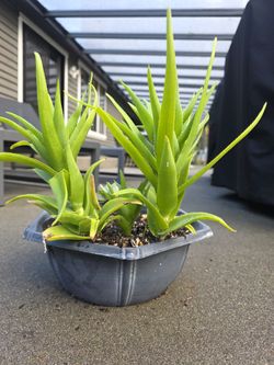 Succulent Arrangement