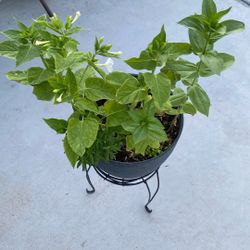Great Plant For Outside 