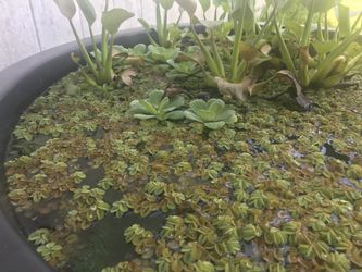 Loads of pond plants !