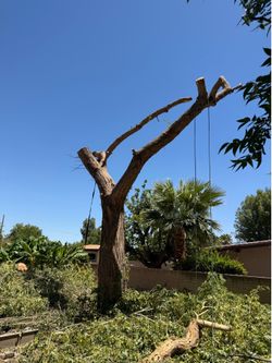 Suzu tree wood