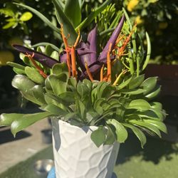 Pretty Succulents In Ceramic Pot 