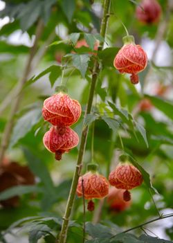 Chinese Lantern Live Plants