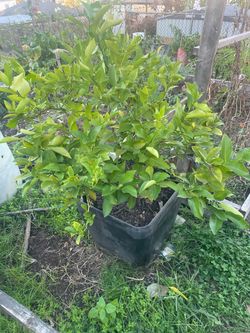 Lemon and lime tree
