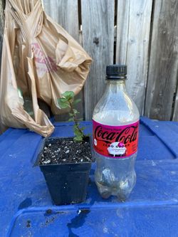 Orange Mint plant - Eau De Cologne - Menta Naranja - Yerba Buena planta