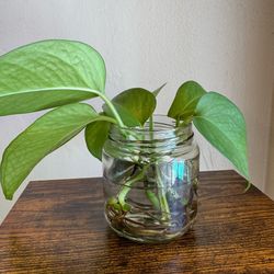 Pothos rooted clippings Fresh in water with jar Low Maintenance Houseplant aesthetic
