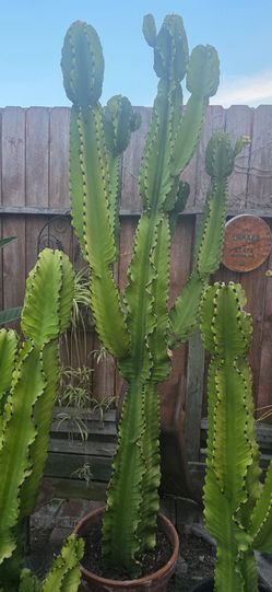 Candelabra Cactus / Euphorbia 72" appr.
